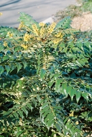 Mahonia X Media 