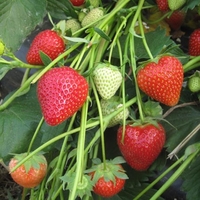 Mammoth Strawberry - Vibrant Plants With Free Gro-bed