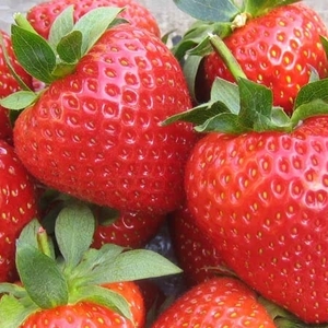 Mammoth Vibrant - Strawberry Plants