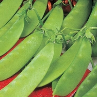 Mangetout Pea Seeds - Oregon Sugar Pod