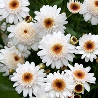 Marguerites - Aramis Double Chocolate X5 Plants