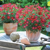 Marguerites - Aramis Red X5 Plants