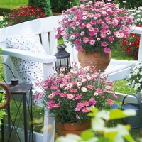 Marguerites - Aramis Rose X5 Plants