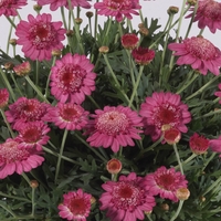 Marguerites - Aramis Semi Double Pink X5 Plants