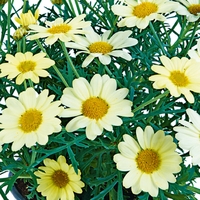 Marguerites - Aramis Yellow X5 Plants