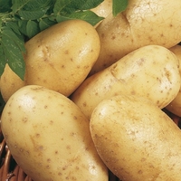 Markies Seed Potatoes