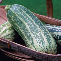 Marrow Seeds - Badger Cross