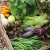 Marshalls Choice Seed Collection