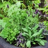 Marshalls Herb Seed Collection