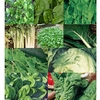 Marshalls Salad Collection Propagator Kit