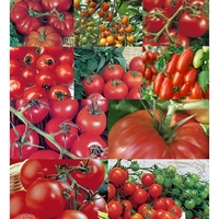 Marshalls Tomato Collection Propagator Kit