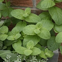 Mint Trio Collection 3 Plants