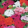 Mixed Geranium Plants X24 Plus 24 Free