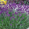 Mixed Lavender Flower Collection,  5 Plants