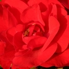 Moment In Time (rose Of The Year 2012)- Bare Root