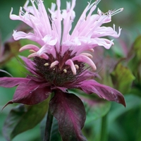 Monarda Beauty Of Cobham - Plants