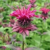Monarda Marshalls Delight - Plants