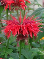 Monarda Plants Cambridge Scarlet