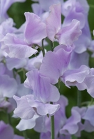 Moonlight - Sweet Pea Seeds