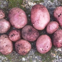 Mozart Seed Potatoes