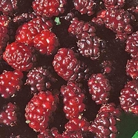 Mulberry Tree: King James (syn. Morus Nigra Chelsea)