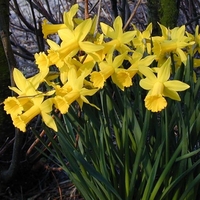 Narcissus Bulbs - Nosie Posie