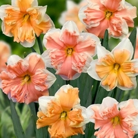 Narcissus Butterfly Mixed - Daffodil Bulbs