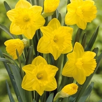 Narcissus Dutch Master -daffodil Bulbs