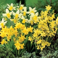 Narcissus Fragrant Species Mixed - Daffodil Bulbs