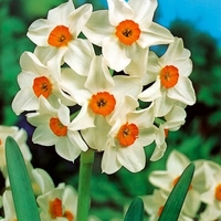 Narcissus Geranium - Daffodil Bulbs