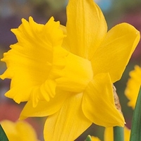Narcissus King Alfred - Daffodil Bulbs