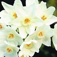 Narcissus Paper White 