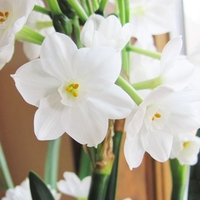 Narcissus Paperwhite Ziva - Daffodil Bulbs