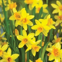 Narcissus Tete-a-tete - Daffodil Bulbs