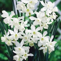 Narcissus Thalia - Daffodil Bulbs