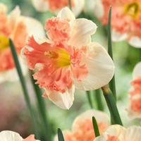 Narcissus Vanilla Peach - Daffodil Bulbs