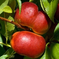 Nectarine Tree - Flat - Doughtnut Shaped X1