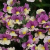 Nemesia Banana Swirl - Plants
