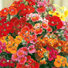 Nemesia Blaze Of Glory - Seeds