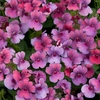 Nemesia Collection 3x5 -3 For 2
