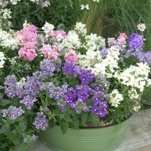 Nemesia Poetry - Plants