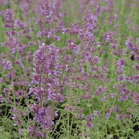 Nepeta Six Hills Giant - Bare Root Perennial X1