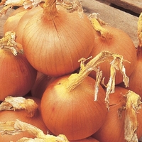 New Fen Globe Onion Sets (heat Prepared)