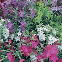 Nicotiana Plants - Perfume Mixed X48