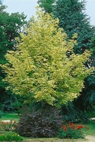 Norway Maple Acer Platanoides Drummondii - Tree