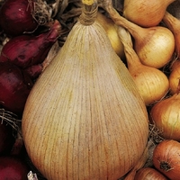 Onion Plant Duo Pack