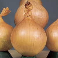 Onion Seeds - Ailsa Craig