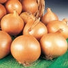 Onion Seeds - Marco F1 Hybrid