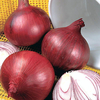 Onion Seeds - Red Baron