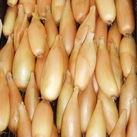 Onion Seeds - Tosca